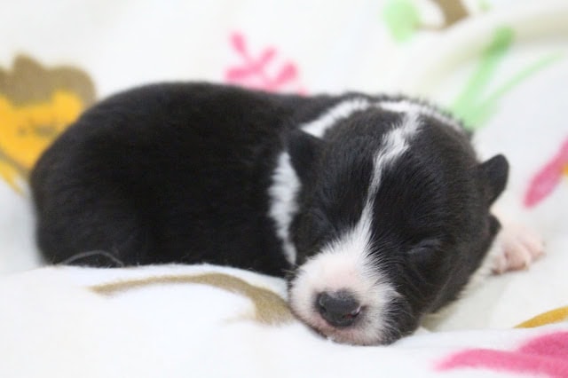 子犬の寝ている姿の写真です。黒と白の毛色で、かわいらしい表情を見せています。.