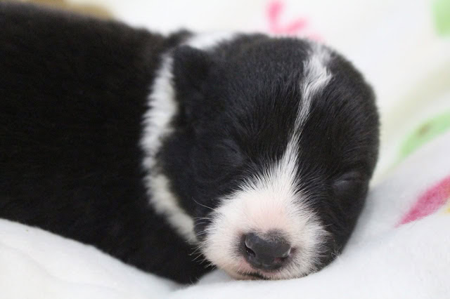 子犬が静かに眠っている様子をクローズアップ.