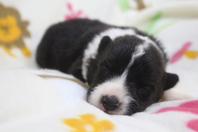 子犬が眠っている様子を捉えた写真です。.