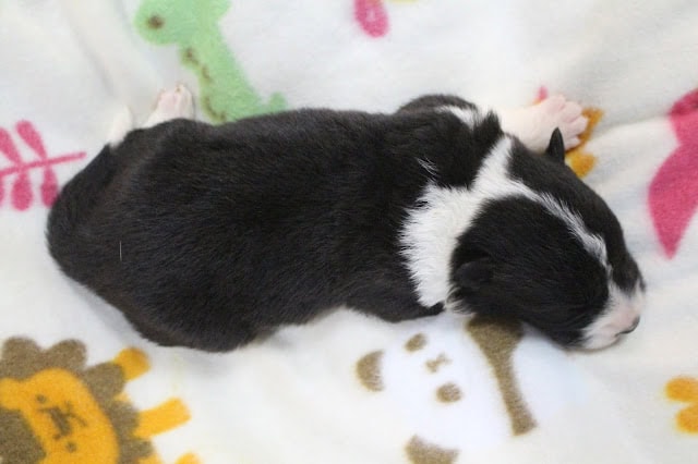 子犬の黒と白の毛色と寝ている姿を捉えた写真.
