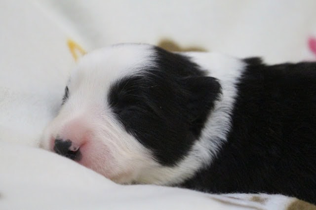 赤ちゃん犬が眠っている様子の写真です。.