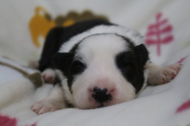 子犬のアップ写真、白と黒の模様が特徴的です。.