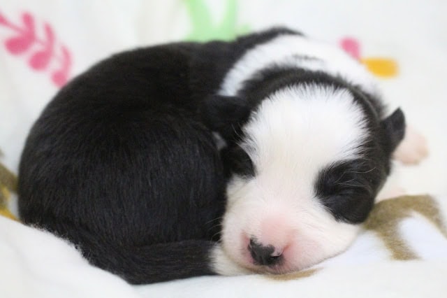 子犬が眠っているかわいい姿の写真です。.