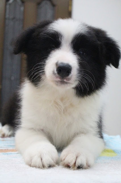 子犬のアップ写真、黒と白の毛色が特徴的な可愛い子犬です。.