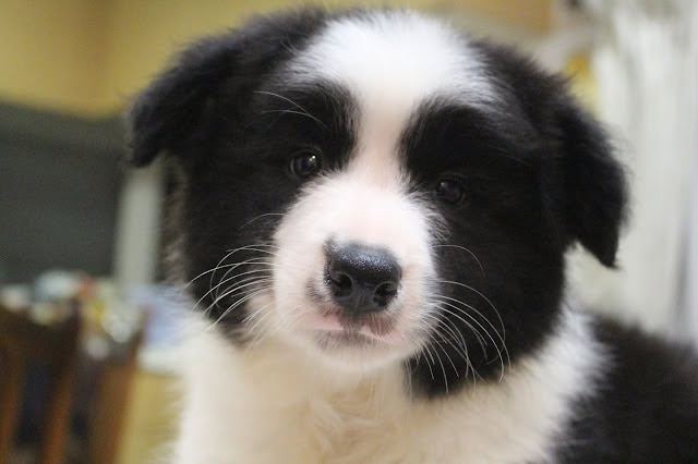 黒白の子犬のアップ写真、愛らしい表情.