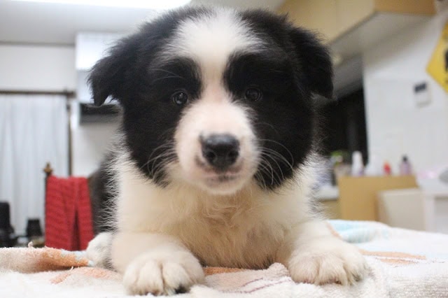 子犬のアップ写真、黒と白の毛色が特徴的です.