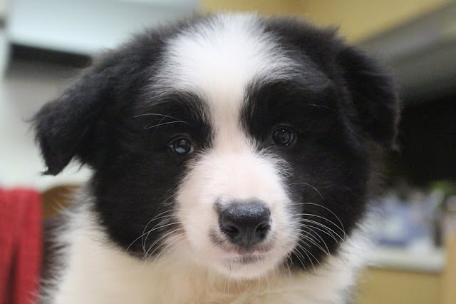 子犬の可愛い顔のクローズアップ写真.