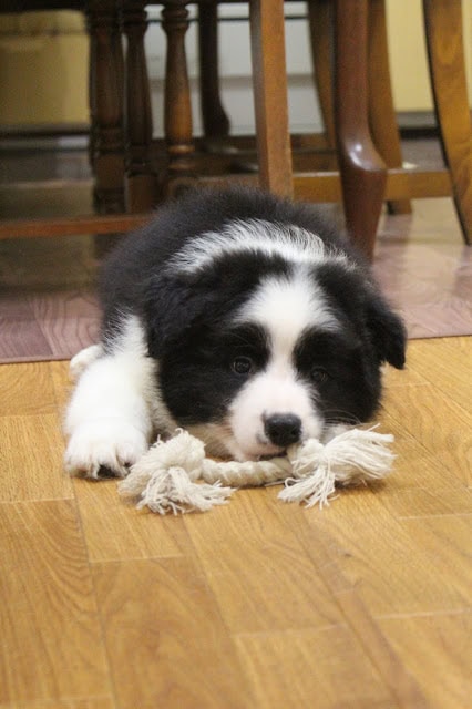 子犬が木製の床でおもちゃをくわえています。.