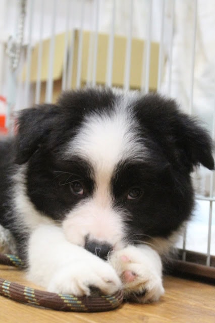 子犬がケージの中で遊んでいる様子を捉えた画像です。.