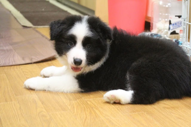 子犬の可愛い黒白のコートと明るい目.