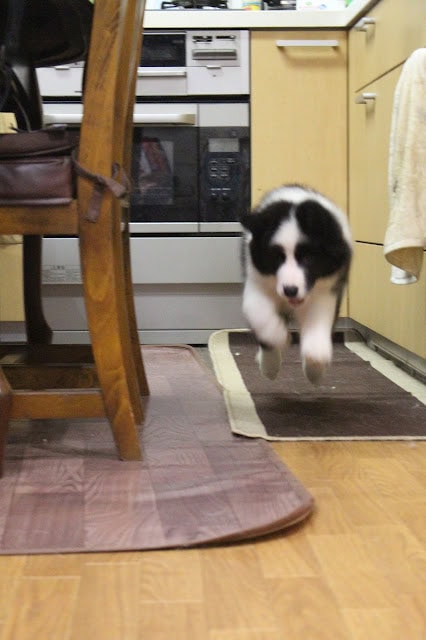 子犬がキッチンの床をジャンプしている瞬間の写真です。.