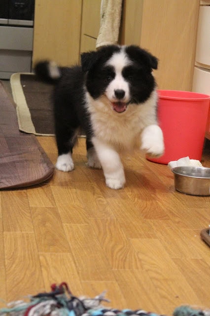 黒白の子犬が元気に走る姿.