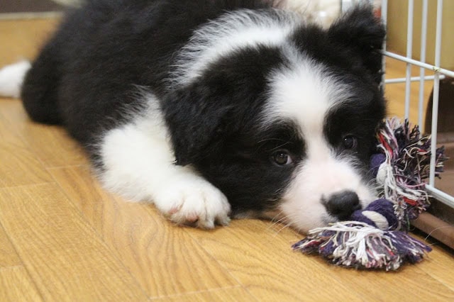 子犬が遊びながらおもちゃをくわえています.