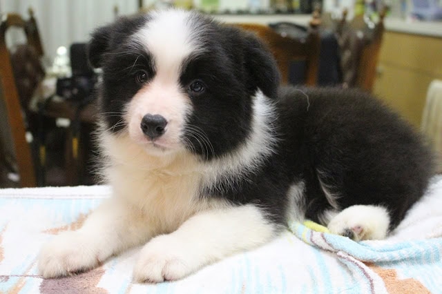 子犬のかわいい黒白の毛並みと表情.