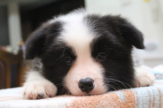 子犬のかわいい顔と黒白の毛色が特徴的です。.