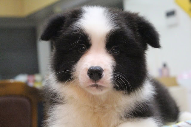 子犬のかわいい黒白のコーギー犬.