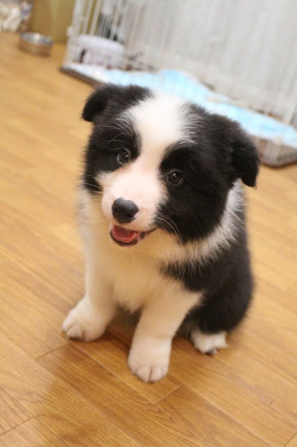 黒白の子犬が木製の床の上に座っています.