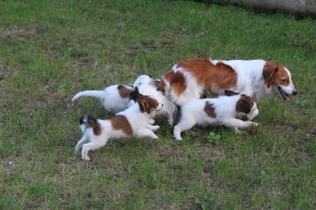 親子で遊ぶジャックラッセルテリアの犬たち.