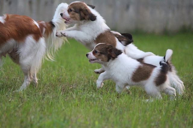 子犬たちが遊びながらシャルっ子に近づく様子.