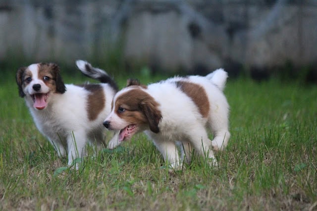 子犬たちが草原で遊んでいる様子を捉えた写真です。.