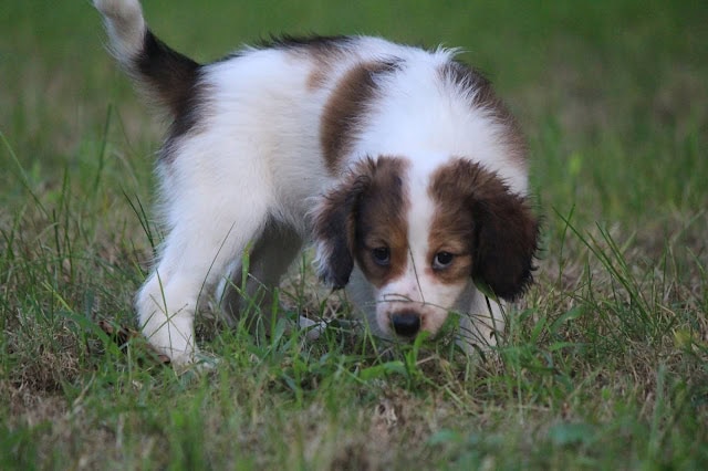 草の中で遊ぶかわいい子犬の画像.