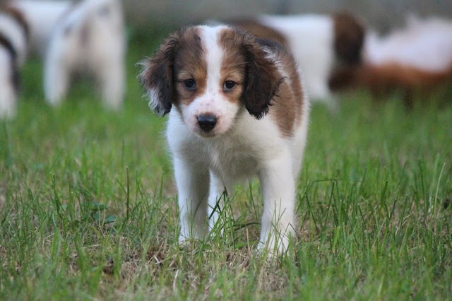 子犬が緑の草原で遊んでいる様子を捉えた画像です。.