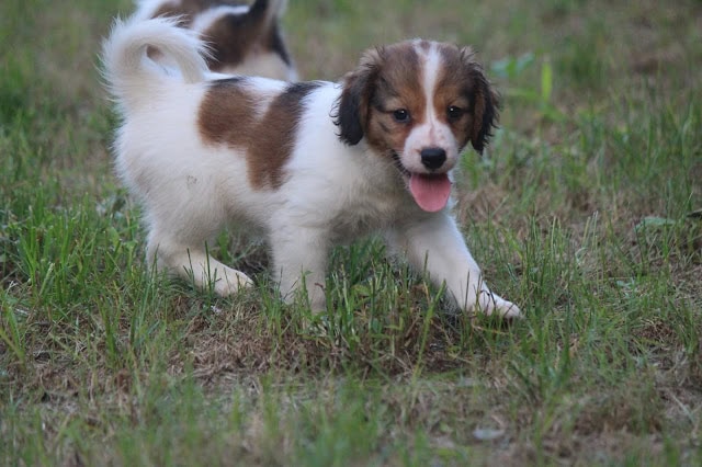 子犬のかわいいジャック・ラッセル・テリアの子犬が草原で遊んでいます。.