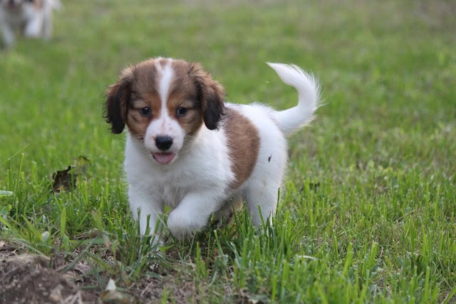 子犬のかわいい表情とふわふわの毛並み.