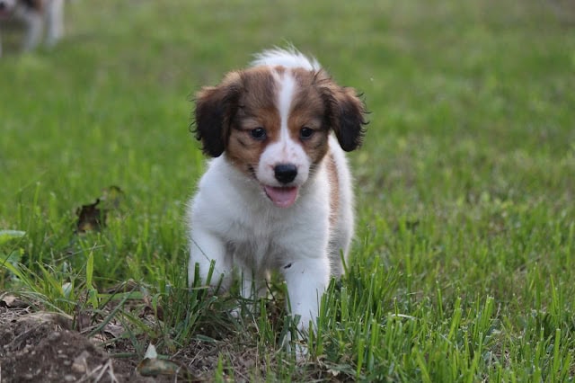 草原を走るかわいい子犬の写真.