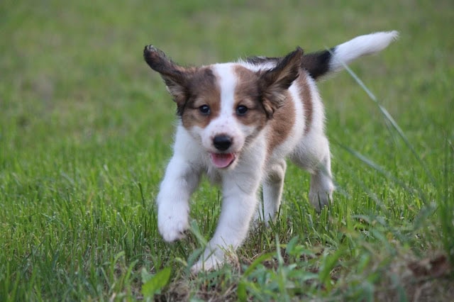 子犬が草原を走り回る姿の画像です.