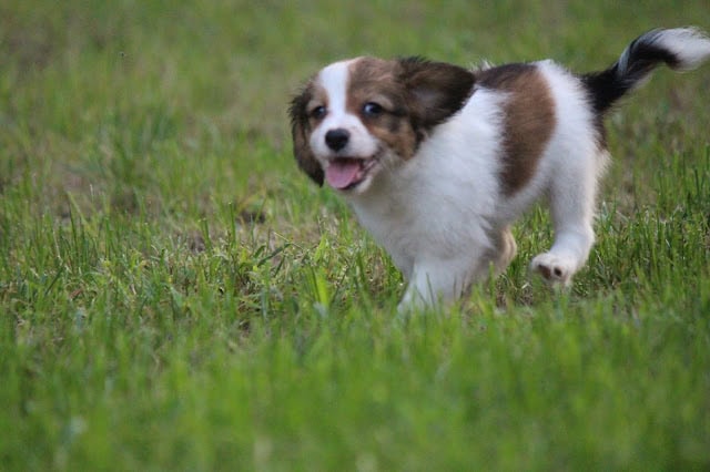 犬の子犬が草原を走る姿.