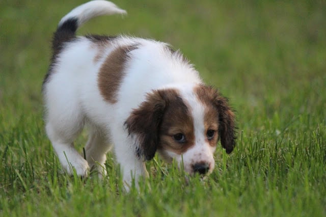 子犬が緑の草の上を歩いている様子.