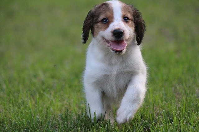 子犬のかわいい表情と元気な走り.