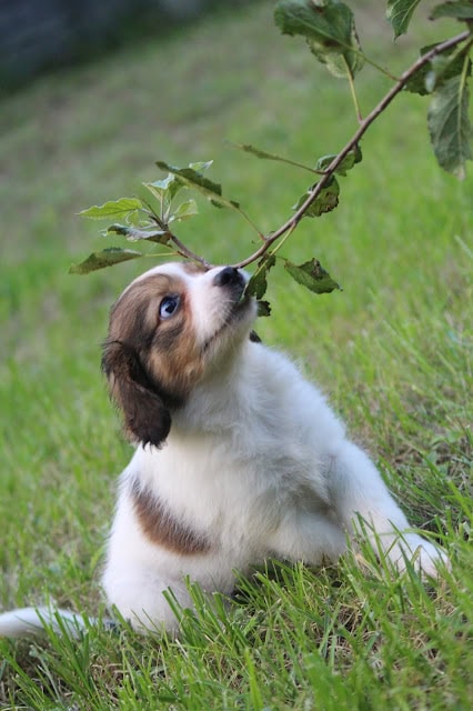 草原で葉っぱをくわえる子犬のかわいい写真.