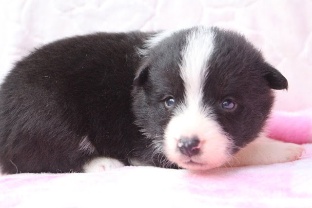 子犬のアップ写真、黒と白の毛色と青い目が特徴です.