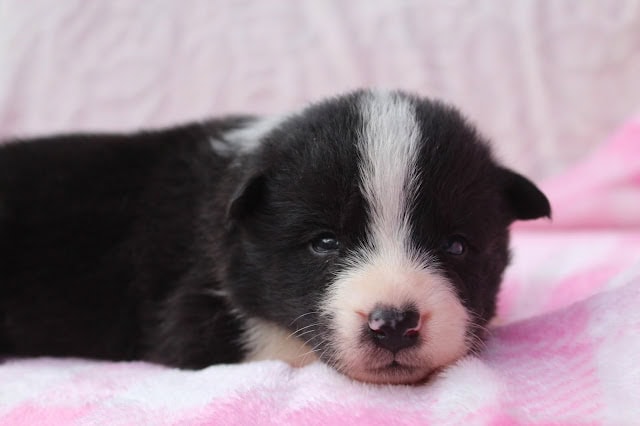 子犬のかわいい寝顔のアップ写真.