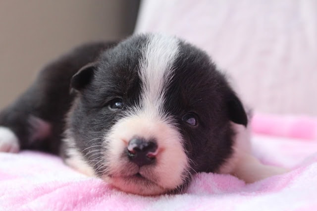 子犬の生後20日目の黒白の子犬のアップ写真です。.