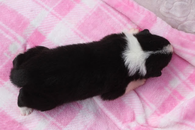 子猫の黒と白の毛色と小さな体.