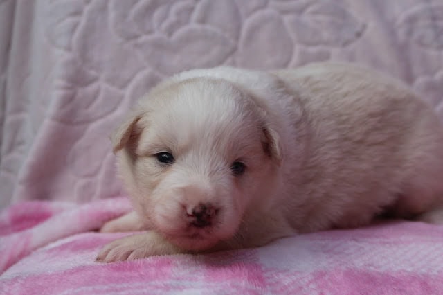 生後20日の白い子犬が毛布の上で寝ている写真.