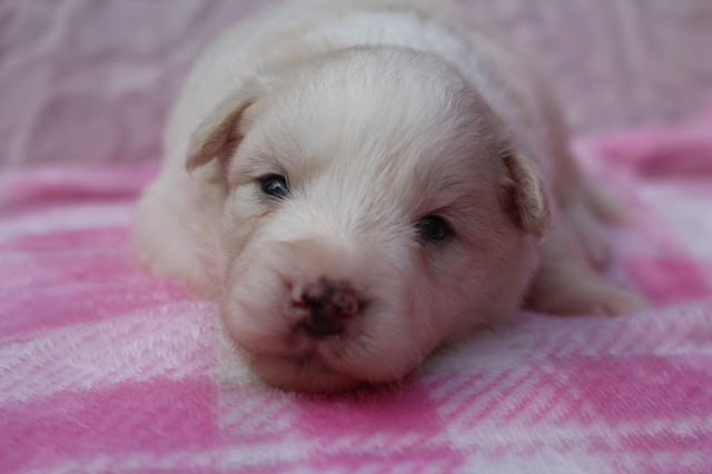 子犬のアップ写真、白い毛とピンクの毛布の背景.