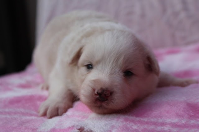 子犬の生後20日目のかわいい白い子犬のアップ写真.