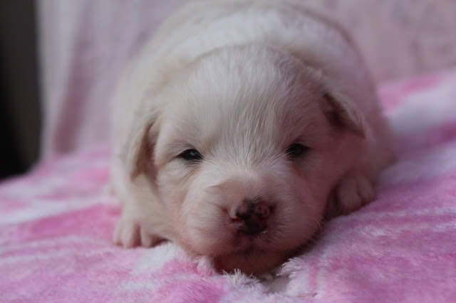生後20日の子犬のかわいい白い赤ちゃん犬のアップ写真.