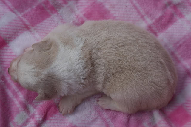 子猫の生後20日目のかわいい姿を撮影した画像です。.