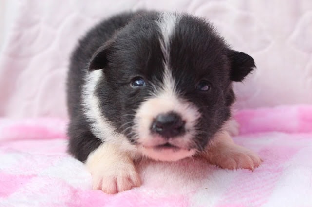 子犬の黒白の毛色とかわいい表情を捉えた画像.