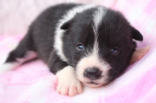 黒白の子犬が寝ている姿.
