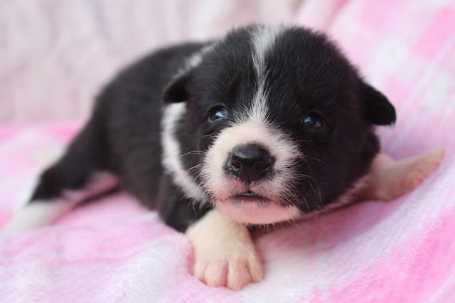 子犬の黒と白の子犬のアップ写真です。.