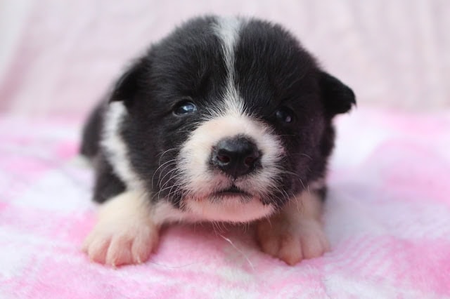 子犬の黒白のかわいい顔アップ写真.