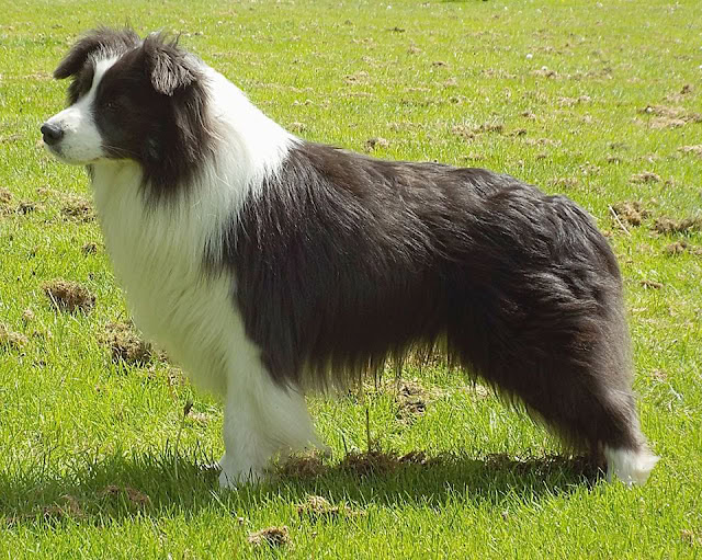 黒白のボーダーコリー犬が緑の草原に立つ姿.