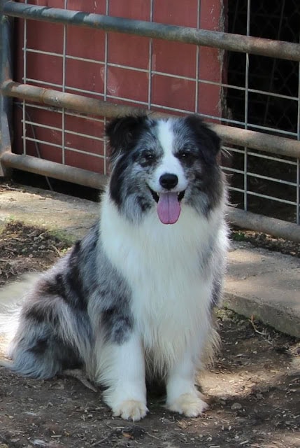 黒と白の毛色のボーダーコリー子犬の写真.