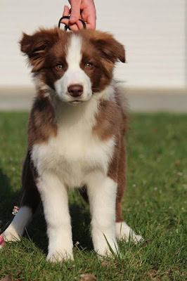 子犬のボーダーコリーがリードを持つ人の手に近づく.